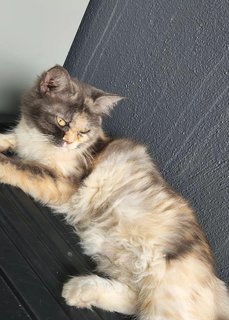 Mochi - Domestic Long Hair Cat