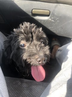 Oreo - Shih Tzu + Poodle Dog