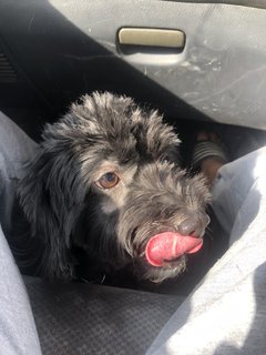 Oreo - Shih Tzu + Poodle Dog