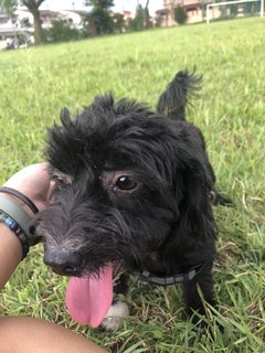 Oreo - Shih Tzu + Poodle Dog