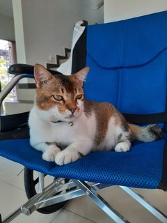 Peju - Domestic Short Hair Cat