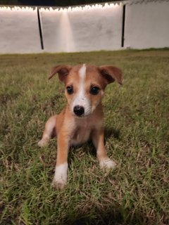 Charles - Mixed Breed Dog