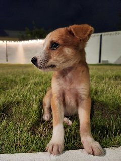 Charles - Mixed Breed Dog