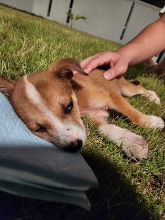 Charles - Mixed Breed Dog