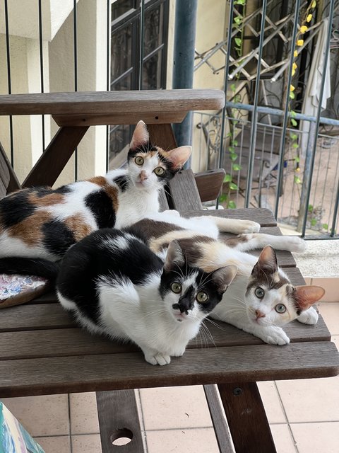 Jaya, Soya And Freya - Domestic Short Hair Cat