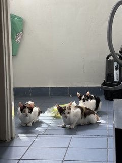 Jaya, Soya And Freya - Domestic Short Hair Cat