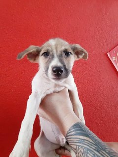 Charlie. - Fox Terrier Mix Dog