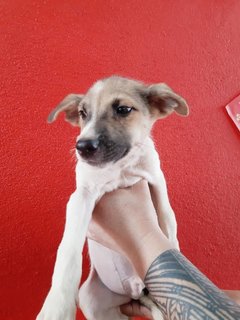 Charlie. - Fox Terrier Mix Dog