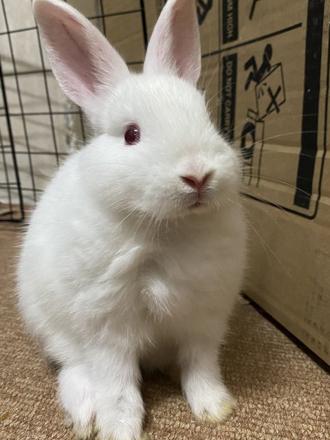 Mix Rabbit - Netherland Dwarf Rabbit