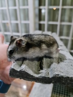 One Legged Ham - Short Dwarf Hamster Hamster