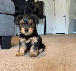 Xena - Yorkshire Terrier Yorkie Dog