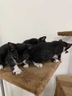 Three Cute Kittens - Domestic Medium Hair Cat