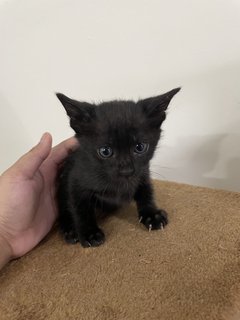 Three Cute Kittens - Domestic Medium Hair Cat