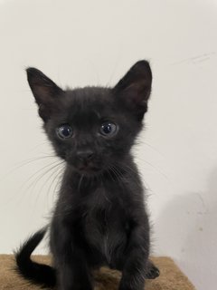 Three Cute Kittens - Domestic Medium Hair Cat