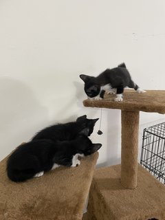 Three Cute Kittens - Domestic Medium Hair Cat