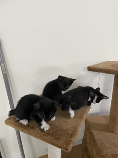 Three Cute Kittens - Domestic Medium Hair Cat