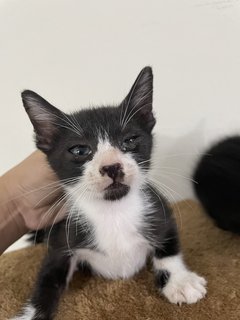 Three Cute Kittens - Domestic Medium Hair Cat