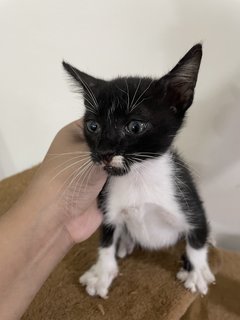 Three Cute Kittens - Domestic Medium Hair Cat