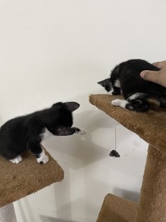 Three Cute Kittens - Domestic Medium Hair Cat