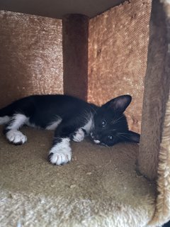 Three Cute Kittens - Domestic Medium Hair Cat