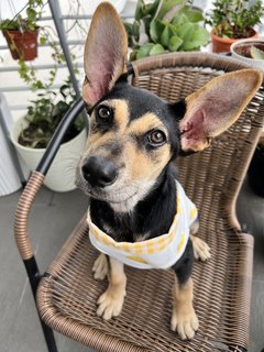 Beautiful Bailey (Mixed Husky)  - Mixed Breed Dog