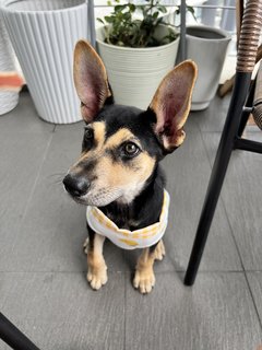 Beautiful Bailey (Mixed Husky)  - Mixed Breed Dog