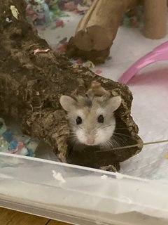 Crème Brûlée 🍮  - Roborovsky's Hamster Hamster