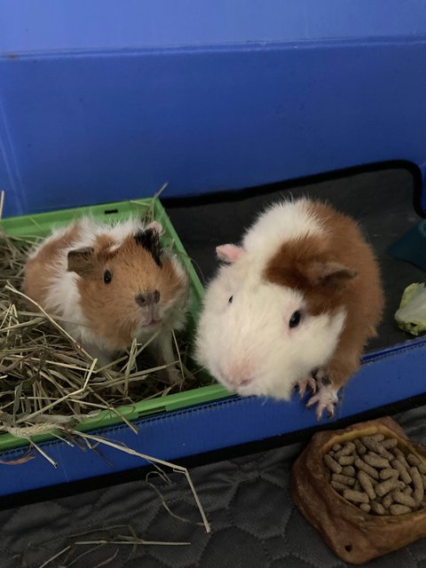 Tututz And Natnat - Guinea Pig Small & Furry