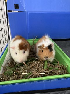 Tututz And Natnat - Guinea Pig Small & Furry