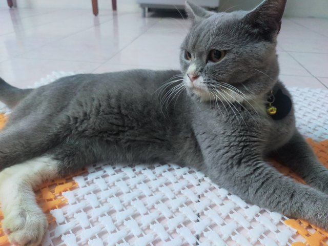 Bezita - British Shorthair Cat