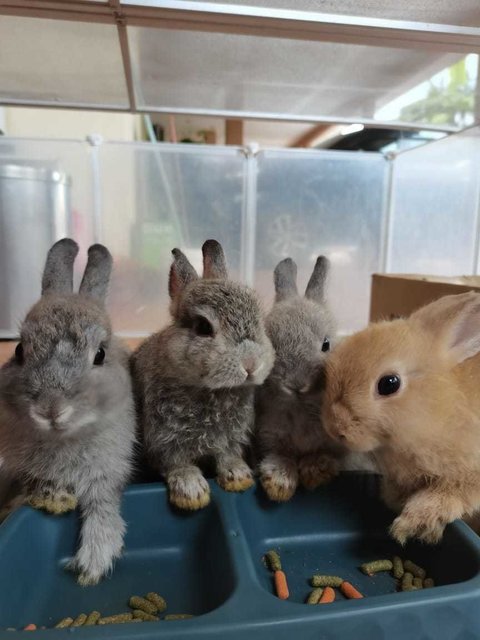 Milo Oreo Nonna And Pappa - Netherland Dwarf Rabbit