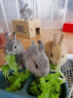 Milo Oreo Nonna And Pappa - Netherland Dwarf Rabbit