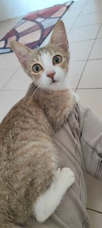 Kumba/belang - Domestic Medium Hair + Domestic Short Hair Cat