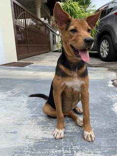 Bailey - Mixed Breed Dog