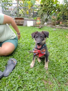 Baby Furry - Mixed Breed Dog