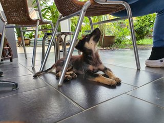 Baby Furry - Mixed Breed Dog