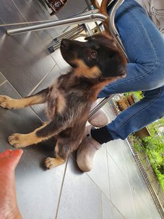 Baby Furry - Mixed Breed Dog