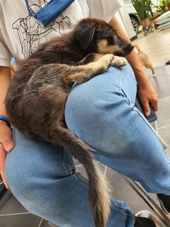 Baby Furry - Mixed Breed Dog