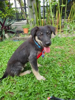 Baby Furry - Mixed Breed Dog