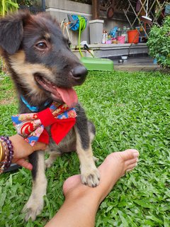 Baby Furry - Mixed Breed Dog