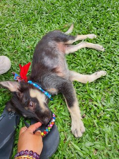 Baby Furry - Mixed Breed Dog