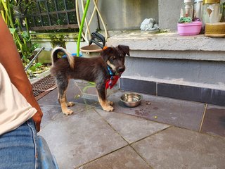 Baby Furry - Mixed Breed Dog