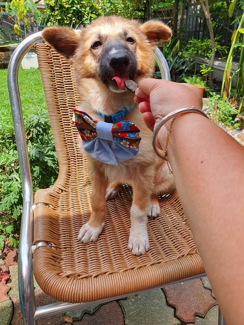 Fluffy Ball - Mixed Breed Dog