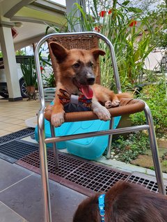 Fluffy Ball - Mixed Breed Dog