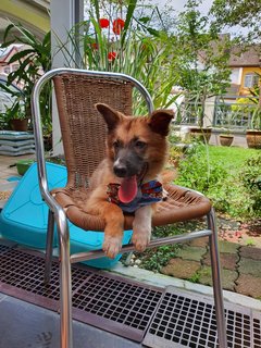 Fluffy Ball - Mixed Breed Dog
