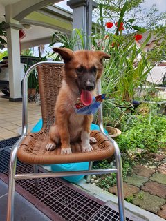 Fluffy Ball - Mixed Breed Dog