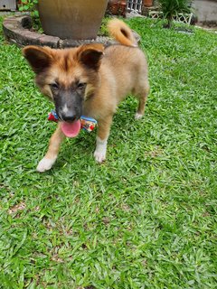 Fluffy Ball - Mixed Breed Dog