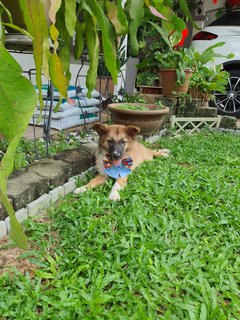 Fluffy Ball - Mixed Breed Dog