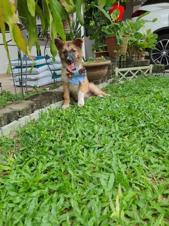 Fluffy Ball - Mixed Breed Dog