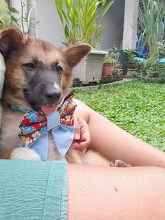 Fluffy Ball - Mixed Breed Dog